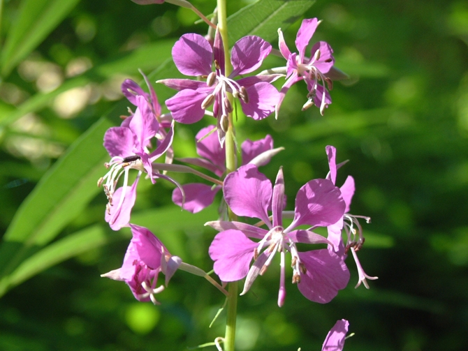 Chamaenerion angustifolium (ex Epilobium angustifolium) / Garofanino maggiore